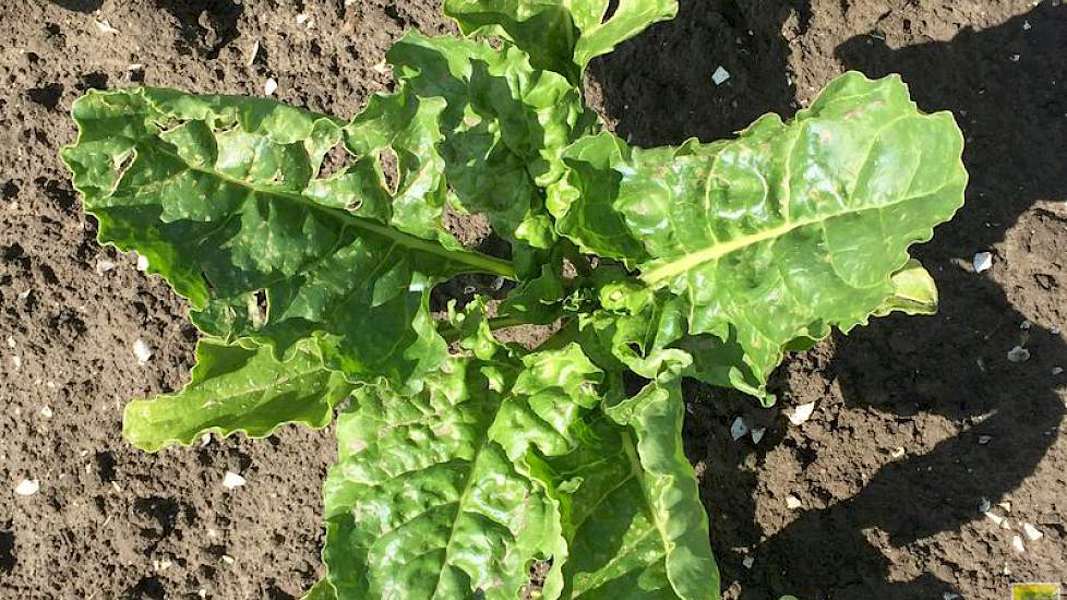 21 juni: De bieten op het proefveld zijn volop bezig met blad maken zodat ‘de suikerfabriek’ aan de slag kan met suikerproductie.