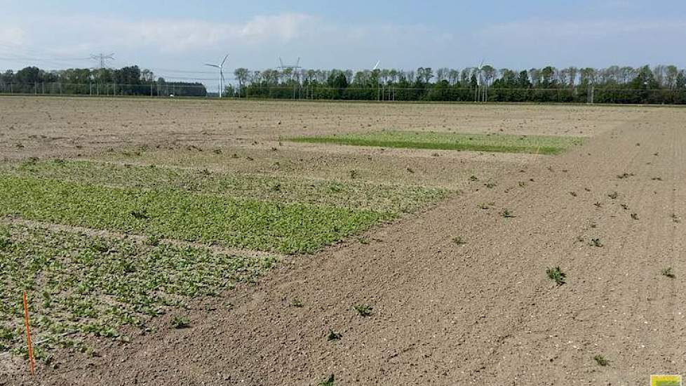 19 mei: Ook de verschillende groenbemesters/-mixen zijn de afgelopen tien dagen opgekomen (foto IRS).