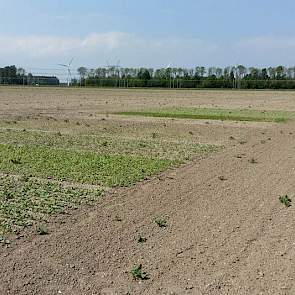 19 mei: Ook de verschillende groenbemesters/-mixen zijn de afgelopen tien dagen opgekomen (foto IRS).