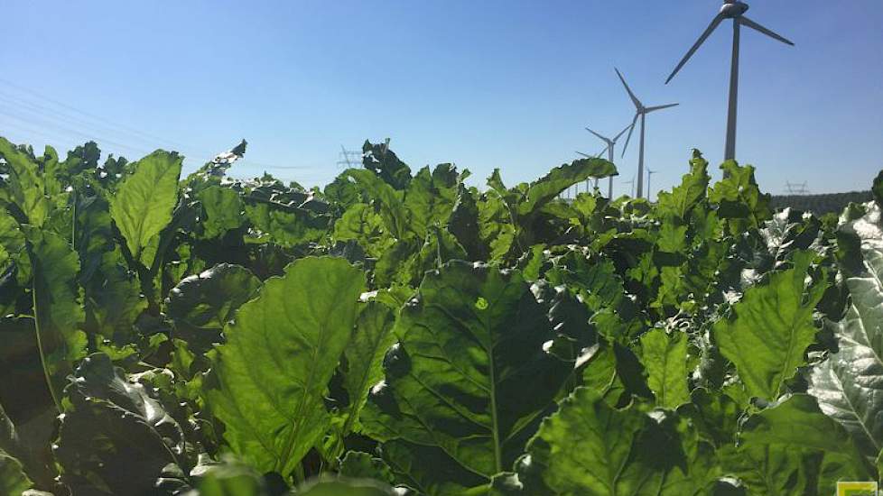 30 augustus: Afgelopen week is op het bietenperceel zowel zonne-energie als windenergie opgenomen. Het bietenblad produceert met de zonne-energie suiker en slaat deze op in de wortel.