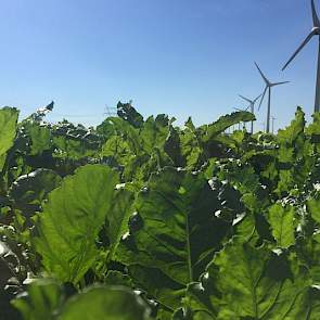 30 augustus: Afgelopen week is op het bietenperceel zowel zonne-energie als windenergie opgenomen. Het bietenblad produceert met de zonne-energie suiker en slaat deze op in de wortel.