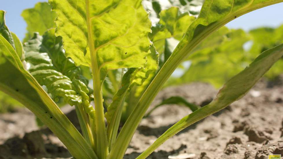 10 juni: Fris jong blad op de bietenplantjes in Lelystad.