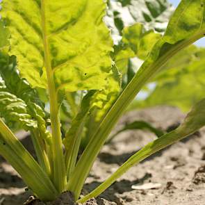 10 juni: Fris jong blad op de bietenplantjes in Lelystad.