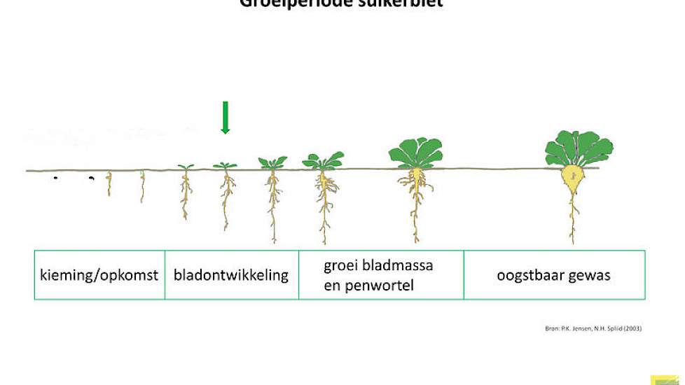 26 mei: De bieten zitten tussen het twee- en vierbladstadium (BBCH 12 en BBCH 14).