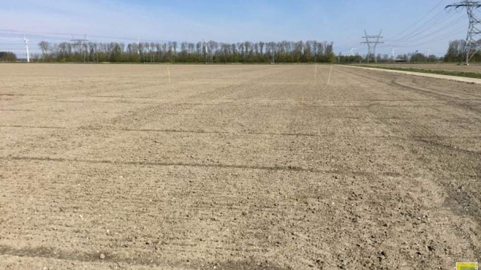 3 mei 2016: Het is nu elf dagen geleden dat de bieten en de groenbemesters zijn gezaaid op dit perceel van PPO-locatie Lelystad.