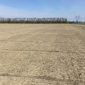 3 mei 2016: Het is nu elf dagen geleden dat de bieten en de groenbemesters zijn gezaaid op dit perceel van PPO-locatie Lelystad.