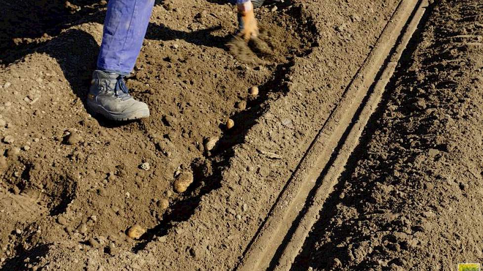 ‘Iedereen heeft er een wellicht een andere mening over, maar ik vind 7 knollen per meter voor deze maat een mooi afstand’, zegt Koos Dorenbos.