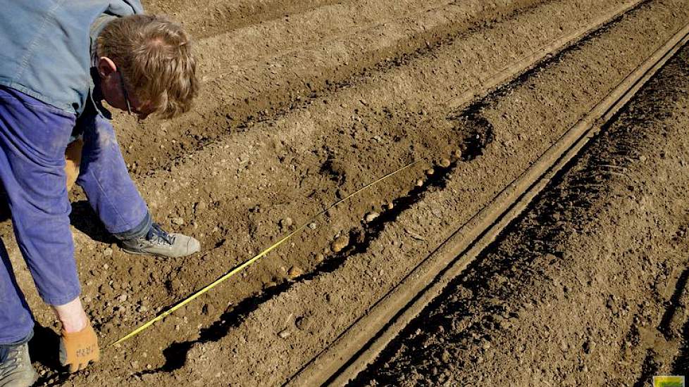 Tijdens het poten telt Dorenbos hoeveel poters er per strekkende meter zijn gepoot: 7 stuks.