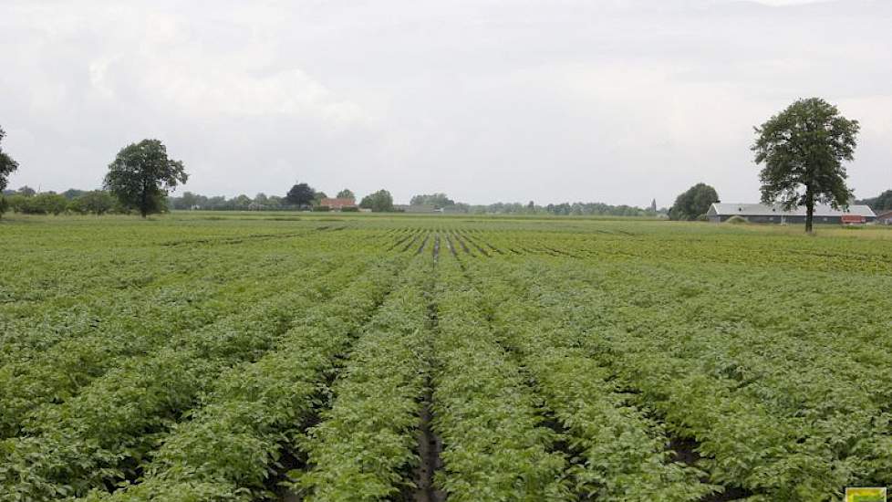 De wateroverlast is het grootst op de glooiende percelen in de regio. De aardappelen op de voorgrond doen het prima, in het lagere gedeelte staat nog water. Door de vele regen slaat de bodem dicht en spoelen aardappelruggen af. Ook de voedingsstoffen spoe