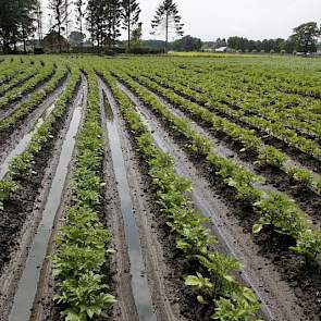 Over een maand is pas goed in te schatten hoe groot de schade is, zegt Van der Heijden. ‘Nu is dat nog te veel giswerk.’ Het weer van de komende weken is sterk bepalend voor de omvang van de schade. ‘We moeten afwachten hoeveel planten het gaan redden.’