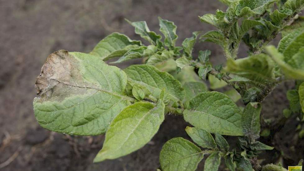 Door de combinatie van vocht, zon en hogere temperaturen slaat de phytophthora toe in de percelen.