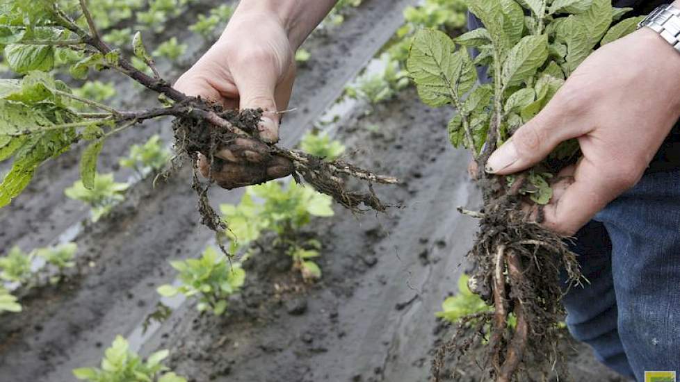 Verzopen en rotte planten…