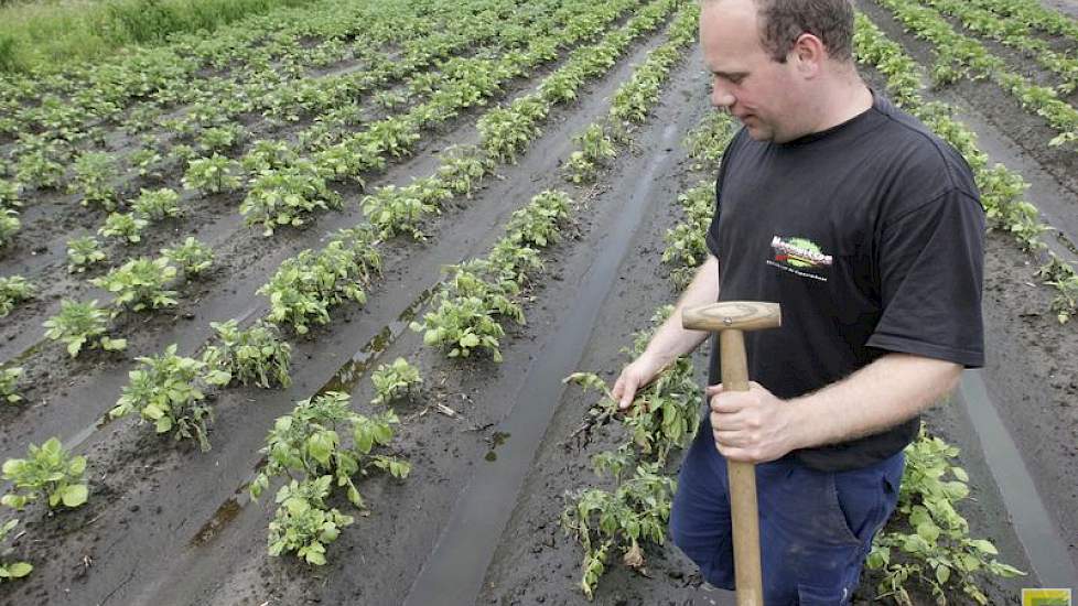 De wortels van de aardappelen beginnen te rotten.