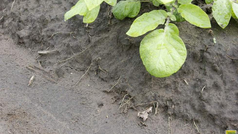 De haarwortels van de aardappelen komen uit de grond, doordat delen van de rug zijn weggespoeld.