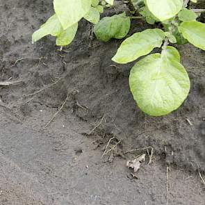 De haarwortels van de aardappelen komen uit de grond, doordat delen van de rug zijn weggespoeld.