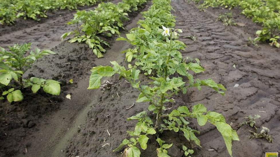 Sommige aardappelen beginnen uit armoede zelfs al te bloeien.