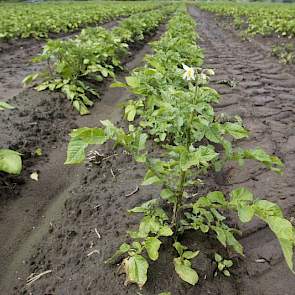 Sommige aardappelen beginnen uit armoede zelfs al te bloeien.