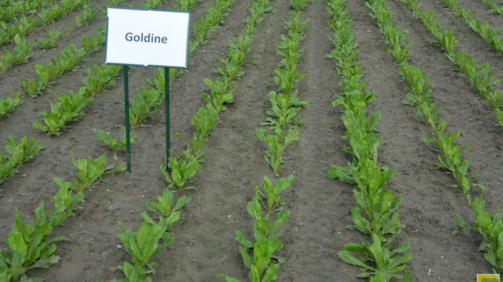 Op het proefveld staat een uitgebreide rassendemo. Goldine is een nieuw ras dat volgend jaar op de markt komt. Het is de opvolger Selenite. Goldine scoort goed qua opbrengst, maar is niet geschikt voor de vroege zaai: het ras is schietergevoelig, zo blijk