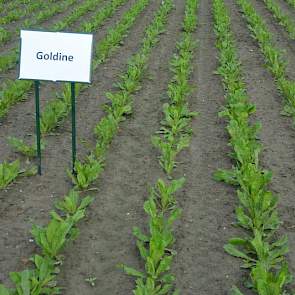 Op het proefveld staat een uitgebreide rassendemo. Goldine is een nieuw ras dat volgend jaar op de markt komt. Het is de opvolger Selenite. Goldine scoort goed qua opbrengst, maar is niet geschikt voor de vroege zaai: het ras is schietergevoelig, zo blijk