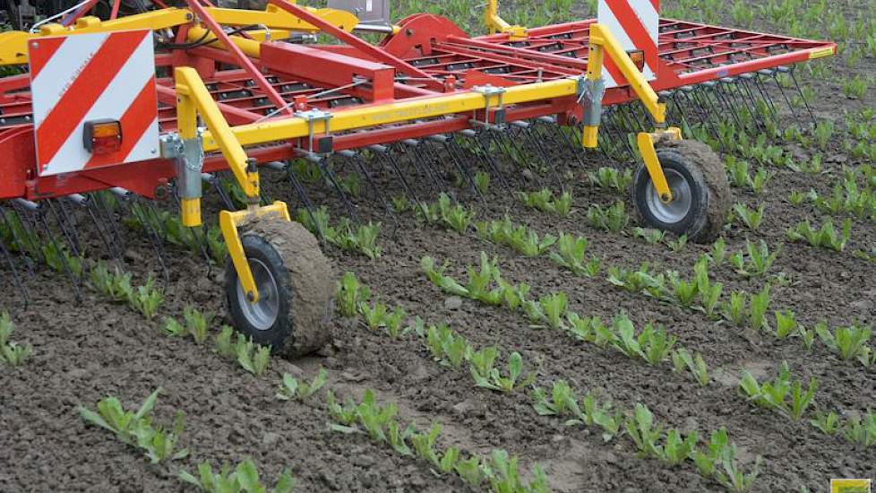 Onkruidbestrijding is een heikel punt in de cichoreiteelt. Maar met de werktuigdrager met aan de voorkant een vingerwieder en achter een wiedeg lijkt het kinderspel. Deze combinatie maakt op het proefveld het perceel in één werkgang vrijwel volledig schoo