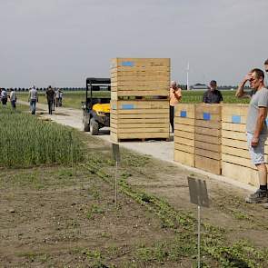 Groenbemesters met klaverachtigen zijn een belangrijke stikstofbron in de bioteelt.