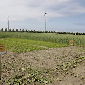 Groenbemesters en gewaskeuze in de rotatie waren onderwerpen op de Biovelddag.