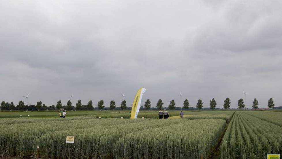 Verschillende tarwes, zomertarwes en spelt staan op de Broekemahoeve.