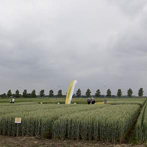 Verschillende tarwes, zomertarwes en spelt staan op de Broekemahoeve.