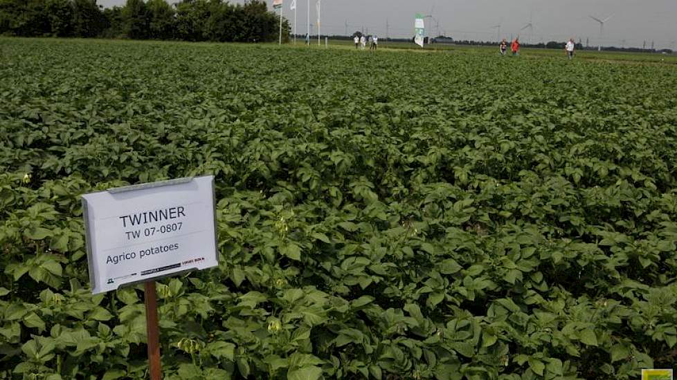 De meeste biologische aardappelen zijn tafelrassen. Een kleine niche produceert voor frites en chips. Mooijweer zegt dat ook de interesse in de phytophthoraresistente aardappel groeit in de gangbare zetmeelteelt. In Denemarken is belangstelling voor deze