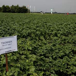 De meeste biologische aardappelen zijn tafelrassen. Een kleine niche produceert voor frites en chips. Mooijweer zegt dat ook de interesse in de phytophthoraresistente aardappel groeit in de gangbare zetmeelteelt. In Denemarken is belangstelling voor deze