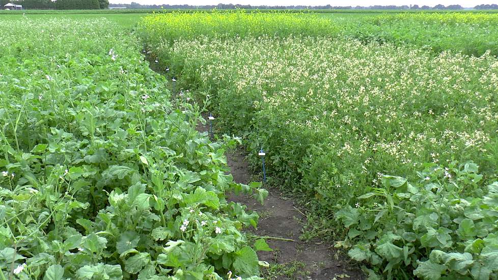 Veredeling van groenbemesters bij Vandinter Semo - www.akkerwijzer.nl