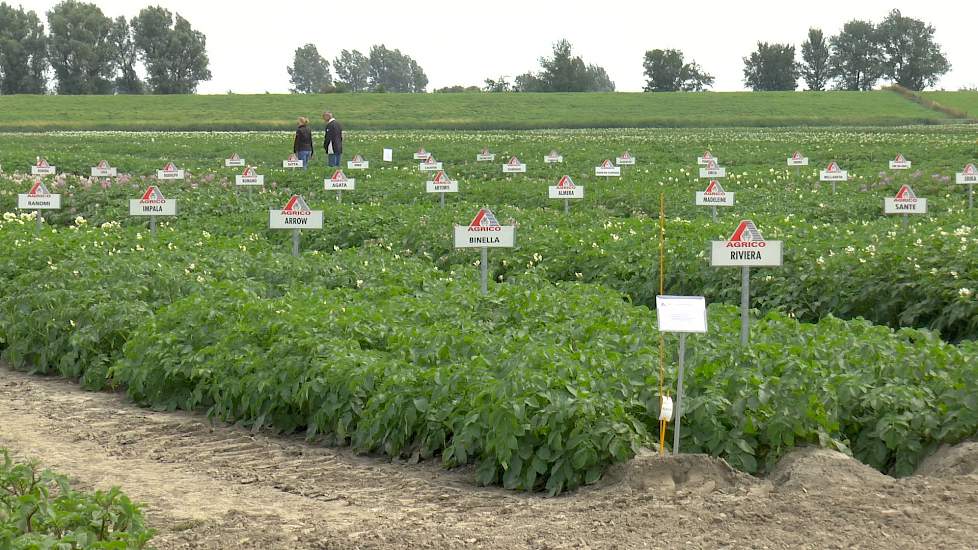 Diverse proeven bij proefboerderij Kollumerwaard - www.akkerwijzer.nl