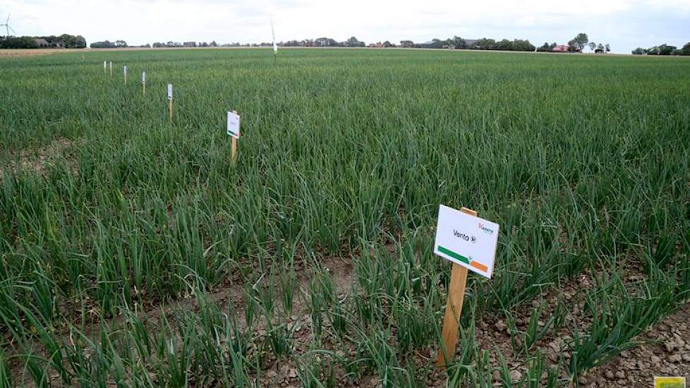 's Ochtends was het nog buiig in Friesland. Het was daardoor te nat voor werk op het land. Molenkamp kon daardoor veel boeren verwelkomen bij de demo. „Er is veel interesse in de uienteelt. Die staat helemaal in de kijker in het gebied. De uien zaten al i