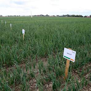 's Ochtends was het nog buiig in Friesland. Het was daardoor te nat voor werk op het land. Molenkamp kon daardoor veel boeren verwelkomen bij de demo. „Er is veel interesse in de uienteelt. Die staat helemaal in de kijker in het gebied. De uien zaten al i