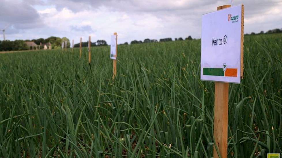 De rassen, meest eindigend op -o, Dormo, Vento, Firmo, kunnen naast elkaar vergeleken worden door de boeren die de demo bezoeken.