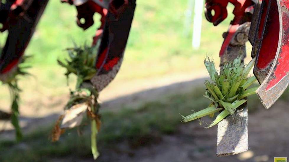 Bij het koppen moet het groen eraf en zo veel mogelijk van de biet gerooid.