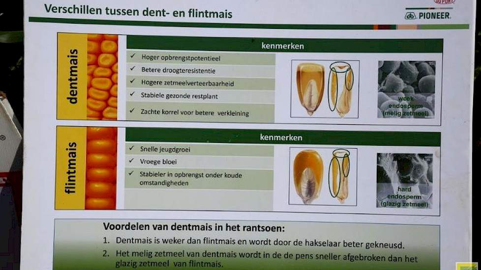 De eigenschappen van flint en dent verschillen.