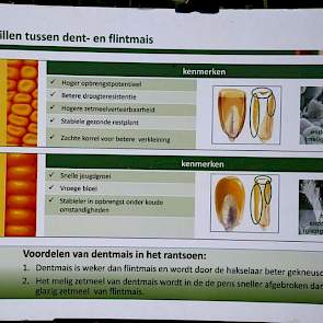 De eigenschappen van flint en dent verschillen.