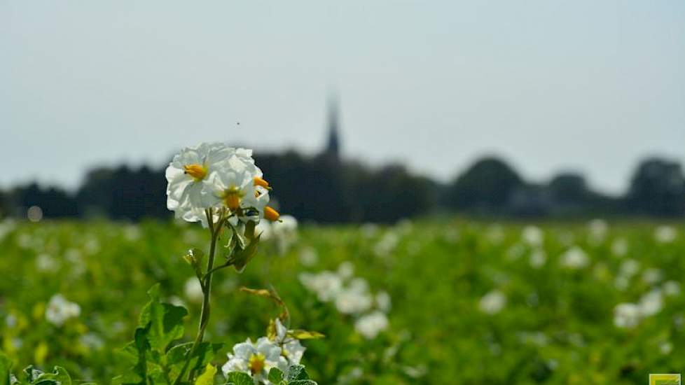 Veel van de planten van Twan van der Heijden uit Soerendonk (Br.) staan in bloei. Op zich een mooi gezicht, maar niet in augustus. „Alles wat bloeit is doorwas.” Hij bukt zich en beweegt zijn hand door het loof. „Kijk, dat is allemaal nieuw blad dat in de