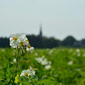 Veel van de planten van Twan van der Heijden uit Soerendonk (Br.) staan in bloei. Op zich een mooi gezicht, maar niet in augustus. „Alles wat bloeit is doorwas.” Hij bukt zich en beweegt zijn hand door het loof. „Kijk, dat is allemaal nieuw blad dat in de