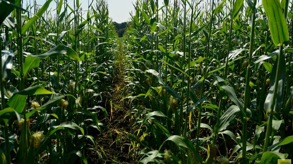 De maïs van Meeuwissen staat heel hol en grillig, en her en der zit er builenbrand in. „Misschien moet ik het maar niet meer oogsten, het is de moeite bijna niet waard”, zegt hij. De meeste planten hebben twee kolven, een gevolg van stress.