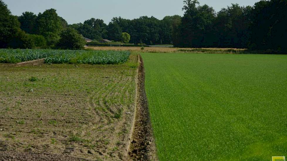 Een perceel met jonge bloemkoolplantjes was grotendeels verzopen. „Er stonden geen plantjes meer”, vertelt Wijnen. Omdat de schade zo groot was, heeft hij besloten gras in te zaaien op het bewuste perceel. „Het was te laat om er nog nieuwe planten op te z