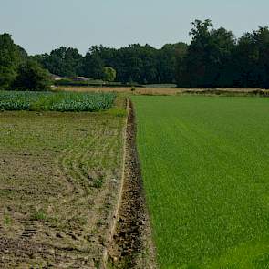 Een perceel met jonge bloemkoolplantjes was grotendeels verzopen. „Er stonden geen plantjes meer”, vertelt Wijnen. Omdat de schade zo groot was, heeft hij besloten gras in te zaaien op het bewuste perceel. „Het was te laat om er nog nieuwe planten op te z