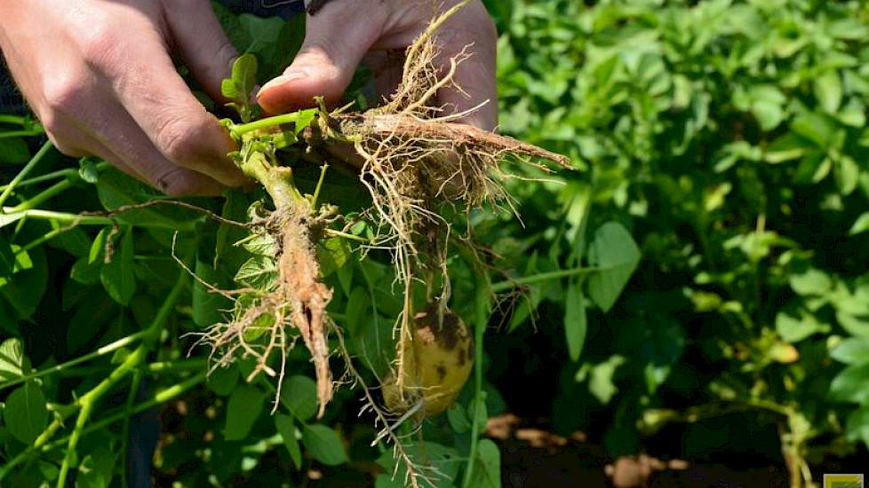 Na de extreme regen stonden de aardappelruggen langdurig onder water, waardoor de wortels van de planten zijn weggerot. Inmiddels hebben de planten nieuwe haarwortels gevormd.