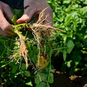 Na de extreme regen stonden de aardappelruggen langdurig onder water, waardoor de wortels van de planten zijn weggerot. Inmiddels hebben de planten nieuwe haarwortels gevormd.