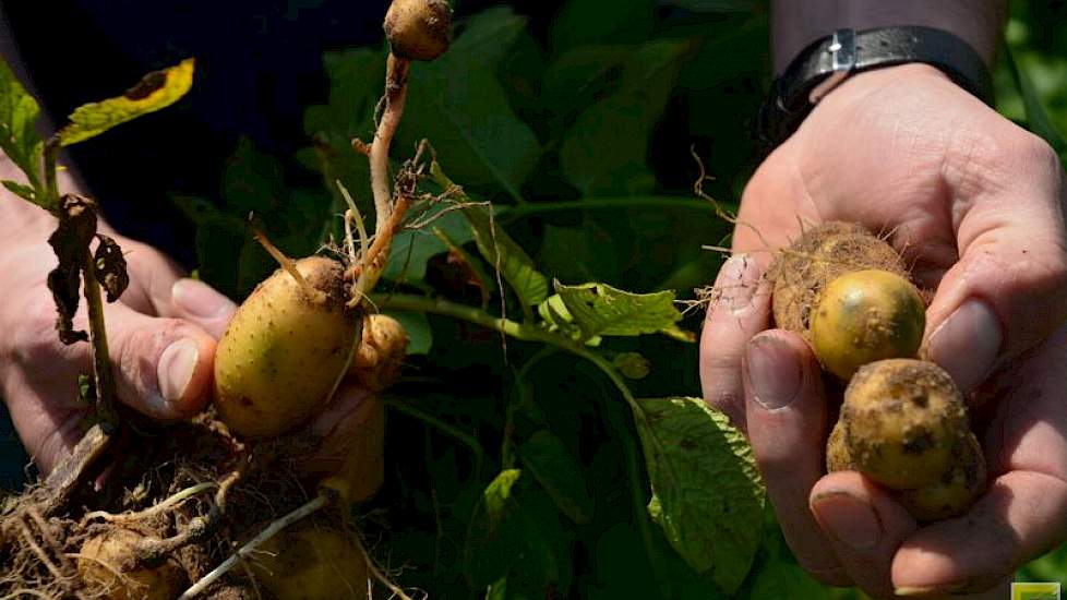 „Er zit maximaal 30 ton onder, waarbij het nog maar de vraag is hoeveel goede knollen daar bij zitten. Normaal zit ik op 60 tot 65 ton.” Veel hoop op kwaliteit heeft hij niet. „Ik denk dat de helft wordt afgekeurd. Er zit doorwas in, groeischeuren.”