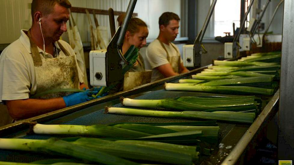 In de loods van Wijnen zijn een stuk of zeven mensen bezig om de prei te verwerken tot een product dat klaar is voor de winkel. De prei wordt op de band gelegd, gesneden, gewassen, gewogen en in een krat gelegd. Een sterke preilucht hangt in de schuur.