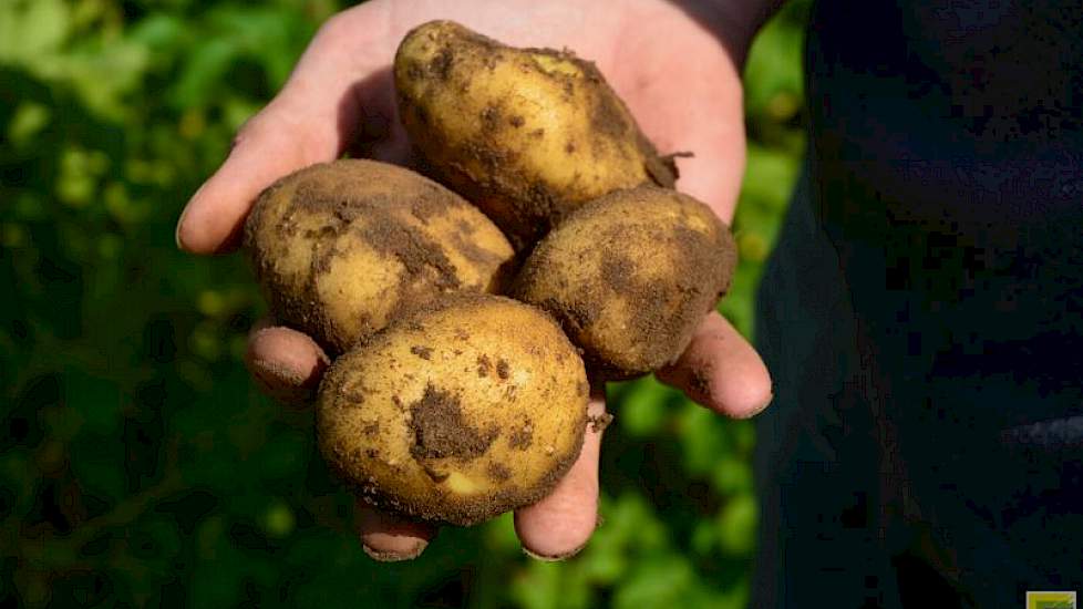 Het was frustrerend dat hij door de regen een maand lang niet kon spuiten tegen phytophthora. Toen het land weer wat begaanbaar was, heeft hij daarom veel curatieve middelen moeten spuiten. „Je loopt dan het hele seizoen achter de feiten aan.” Even is hij