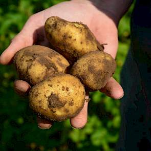 Het was frustrerend dat hij door de regen een maand lang niet kon spuiten tegen phytophthora. Toen het land weer wat begaanbaar was, heeft hij daarom veel curatieve middelen moeten spuiten. „Je loopt dan het hele seizoen achter de feiten aan.” Even is hij