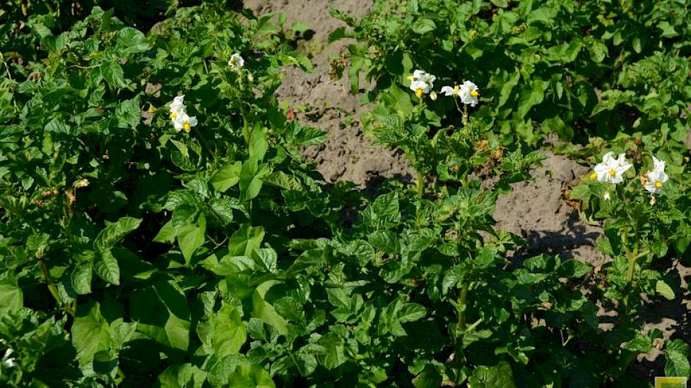 Vanaf de weg lijken de aardappelen van Meeuwissen er nog wel mooi bij te staan, maar eenmaal in het perceel wordt de schade al snel zichtbaar: het loof is iel en grillig. Ook staan er veel planten in bloei.